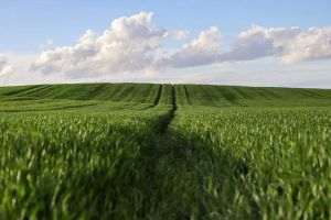 BASF vizează Bursa de Valori din Frankfurt pentru listarea Agricultural Solutions